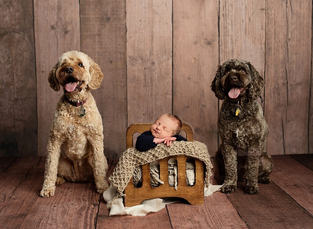 newborn with dogs
